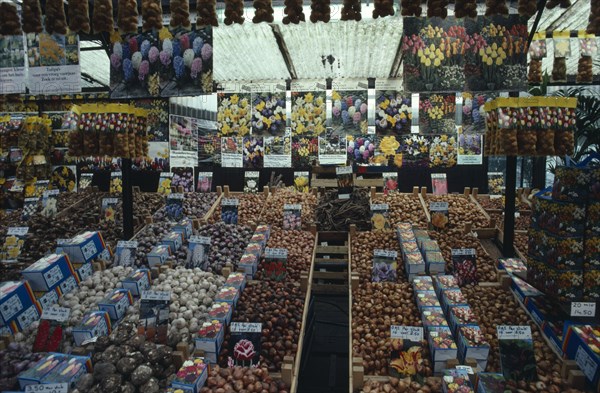 HOLLAND, Amsterdam, Singel.  Bulb stall in the flower market.