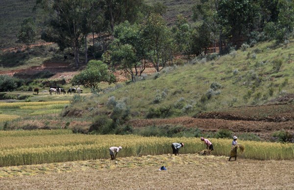 MADAGASCAR, Agriculture, Road to Antsirabe. Workers havesting rice with cattle grazing near hillside behind