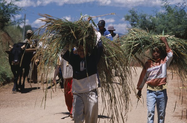 MADAGASCAR, Agriculture, Near Antsirabe. Rural workers returning from fields with zebu cattle and cart behind children carrying crops on their heads