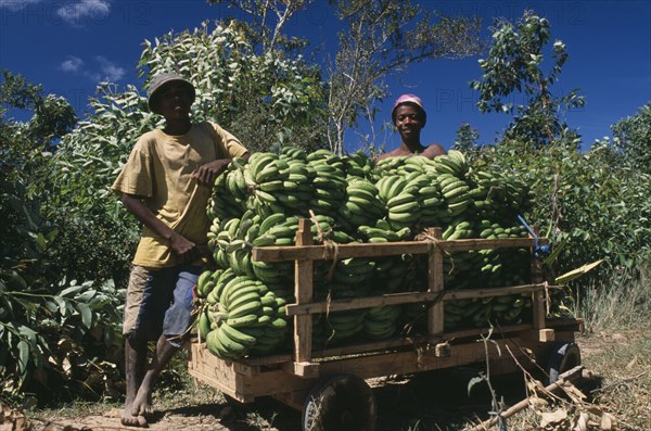MADAGASCAR, Agriculture, Road to Ranomanfana. Two boys standing by their cart of freshly picked bananas