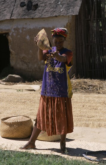 MADAGASCAR, Agriculture, Road to Ranomanfana. Woman wearing a Los Angeles Lakers Basketball team shirt sprinkling corn