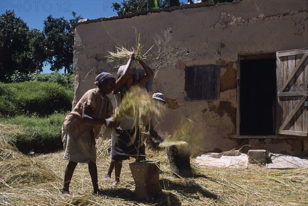 MADAGASCAR, Agriculture, Road to Ranomanfana. Village women thrashing wheat outside building