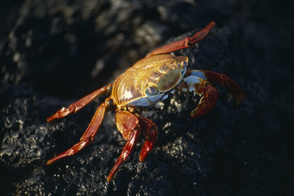 ECUADOR, Galapagos Islands, Red Sally Lightfoot Crab on the rocks on Bajas Beach on Santa Cruz Island.