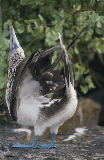 ECUADOR, Galapagos Islands, Close up of a Blue footed Booby performing the sky pointing ritual on Espanola Island.