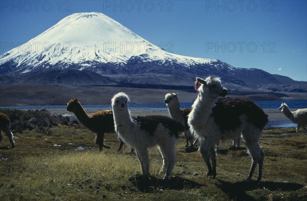 CHILE, Lauca National Park, "Llamas by Lago Chungara, with Volcano Payachata in the background."