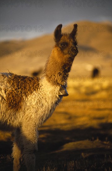 BOLIVIA, Animals, "A single Alpaca with a bell around it’s neck, on the Altiplano, in between Uyuni an Potosi."