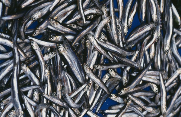 ITALY, Campania, Naples, Sardines for sale at Porta Nolana street market.