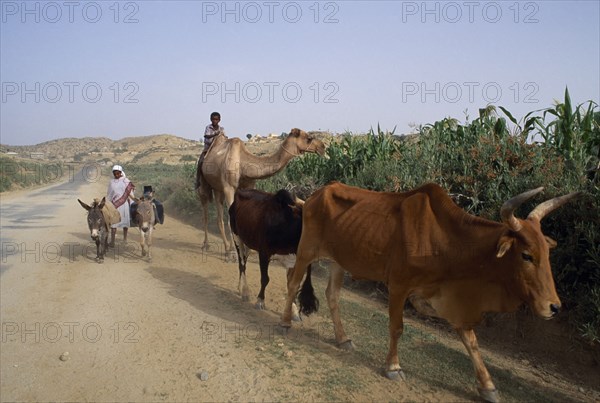 ERITREA, Seraye Province, "Children on road with donkeys, camel and cattle.  Livestock is very important to the Eritrean economy. "