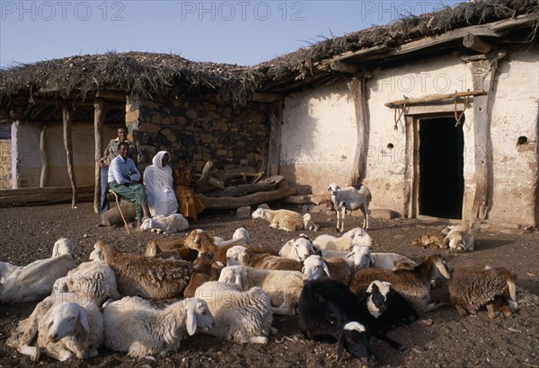 ERITREA, Seraye Province, Sheep farmer and family outside remote village home with small flock in foreground.