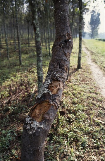 CONGO, Kivu Region, "Cinchona tree plantation, source of Quinine for German drug company Pharmakina near Bukavu."