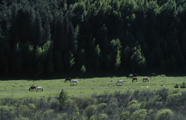 KIRGHIZSTAN, Tyan Shan, Horses graze on lush green grass on the mountain