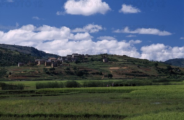 MADAGASCAR, Landscape, Road to Ambalavao. View across green fields with people leading Zebu cattle along a pathway dividing paddy fields with thatched huts in hillside village