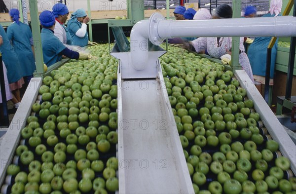 SOUTH AFRICA, Western Cape, Elgin, Two a Day apple sorting plant.