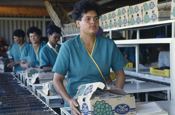 SOUTH AFRICA, Western Cape, Paarl, Line of female packers at Joubertsdaal Export tablegrape farm.