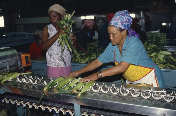 SOUTH AFRICA, Western Cape, Industry, Women packing sweetcorn at Mooiberg fruit and vegetable farm near Stellenbosch.
