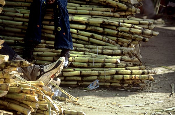 MEXICO, Oaxaca State, Oaxaca, "At the back of Oaxaca City lies a large market where it is possible to buy almost everything. It is the day before the Catholic Festival 'Semana Santa' known world-wide as Easter. At the back of the market is an old man who is selling his sugarcane various passerbys. He sits in the shade of the large tarpaulin hanging above although his feet poke out into the strong sunshine. He wears grey trousers and relatively new white sneakers. The sugar cane glistens in the sunshine colours of yellow, brown and green. It is tied in bundles piled up ontop of one another on a dry and dusty floor. In the background the daughter of the vendor sits swinging her dangling legs ontop of yet another huge bundle of sugarcane. She is dressed in jeans and dark trainers."