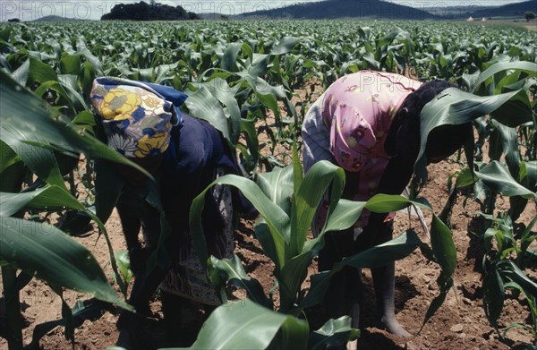 ZIMBABWE, Ghinamdra, Female workers tending maize crop on Tribal Trust Land (changed to Communal Areas in 1981).