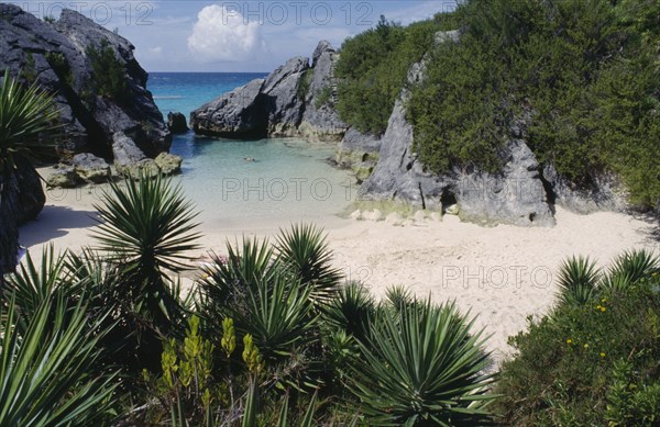 BERMUDA, Jobsons Cove, View across palm plants and green vegetation towards secluded sandy cove and clear shallow water