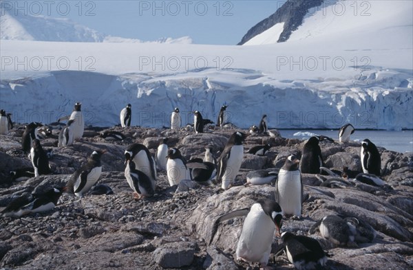 ANTARCTICA, Peninsula region, Goudier Island, Port Lockroy. A large group of Gentoo Penguins on rocks