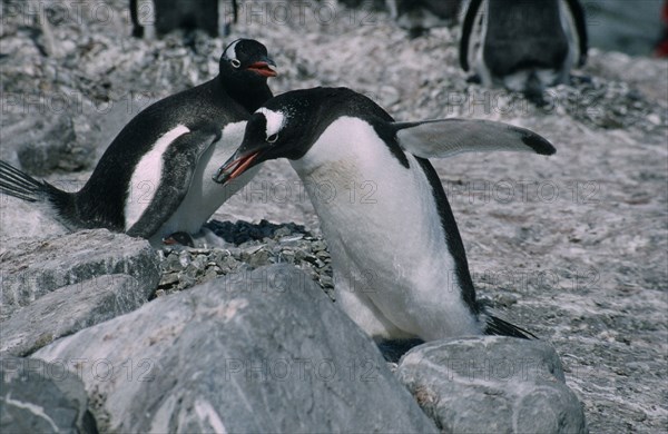 ANTARCTICA, Birds, Penguins, Gentoo Penguins in a peeble nest
