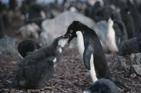 ANTARCTICA, Torgesson Island, Adult Adelie Penguin feeding young