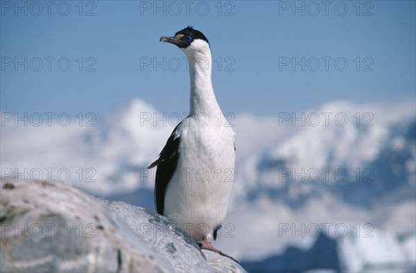 ANTARCTICA, Curverille Island, Cormorant. Imperial Phalacrocorax Atriceps