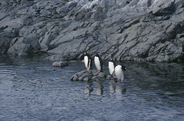ANTARCTICA, Birds, Penguins, Four Gentoo Penguins standing on a rock surrounded by water