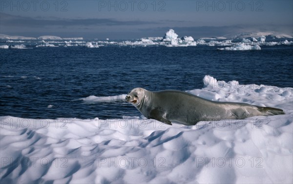 ANTARCTICA, Curverville Island, Seal lying on ice