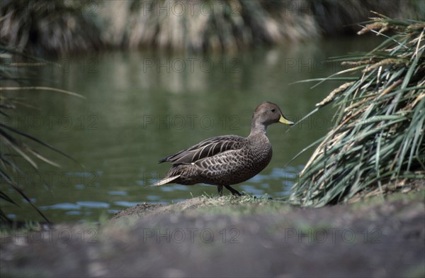 ANTARCTICA, South Georgia, Bay of Isles, Georgia Pintail bird