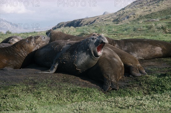 ANTARCTICA, South Georgia, Grytviken, Elephant seals on grass