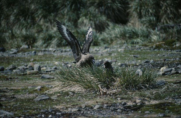 ANTARCTICA, South Georgia,  Bay of Islands, Brown Skua birds