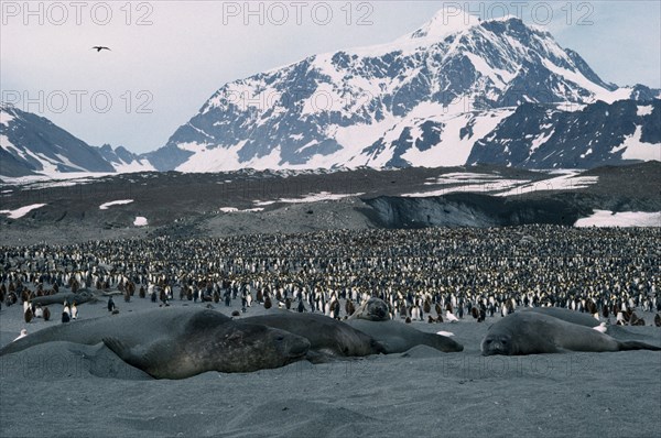ANTARCTICA, South Georgia, St Andrews Bay, Elephant Seals with a colony of King Penguins and snow covered mountains behind