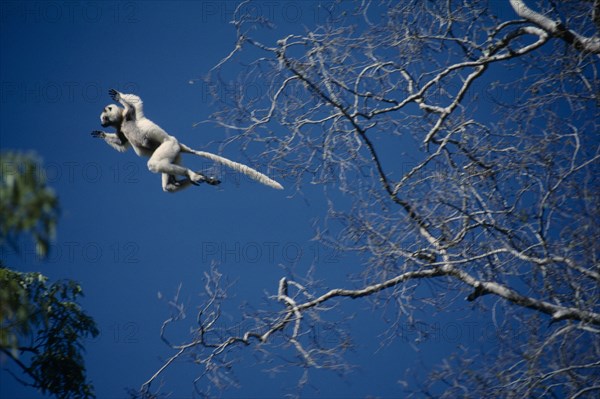 MADAGASCAR, Berenty Reserve, Verreaux’s Sifaka part of  the Lemur family leaping from one tree to another