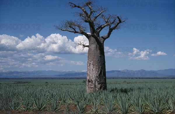 MADAGASCAR,  Trees, Baobab, Single Baobab tree in Sisal plantation. Near Berenty.