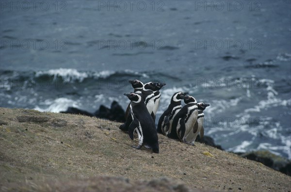 FALKLAND ISLANDS, Carcass Island, Megellanic Penguins. Spheniscuc Magellankus