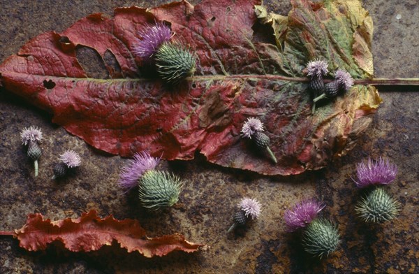 ENGLAND, West Sussex, Woodmancote, Floral still life with saw wort and thistle heads on sorrel leaves.