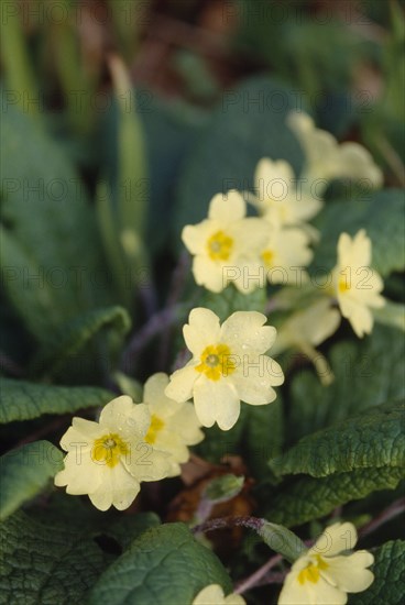 ENGLAND, West Sussex, Woodmancote, Primrose on woodland floor.