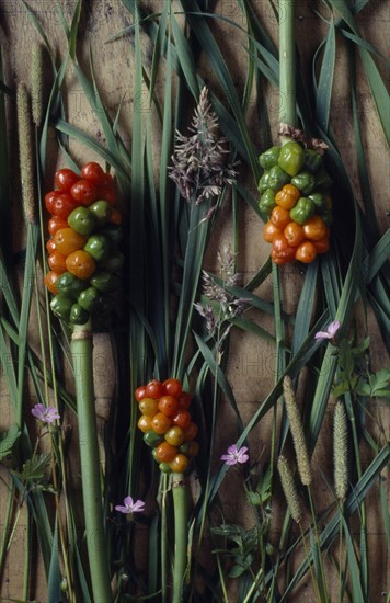 ENGLAND, West Sussex, Woodmancote, Floral still life with Cuckoo Pint (Arum maculatum) on assorted grasses.