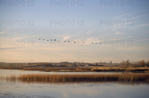 CANADA, Alberta, Picture Butte Lake, "Canada geese flying over lake and reed bed in soft, warm light with house and farm buildings on far shore. "