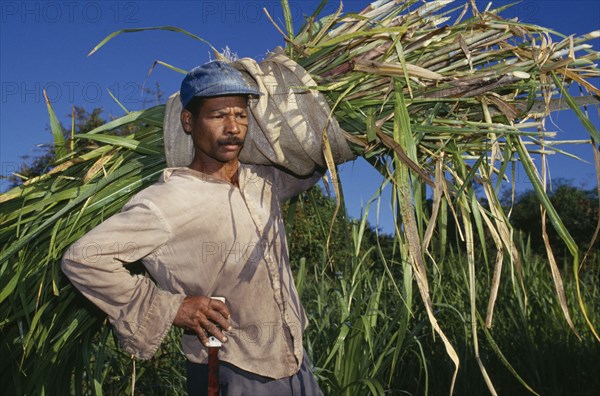 DOMINICAN REPUBLIC, Agriculture, Portrait of cane cutter carrying bundle of harvested sugar cane over his shoulder.