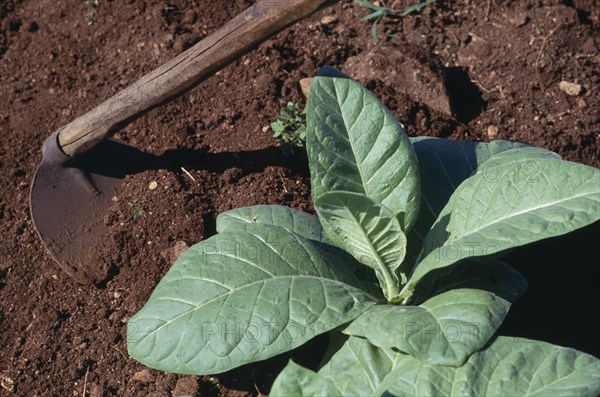 DOMINICAN REPUBLIC, Agriculture, Tobacco plant and hoe.