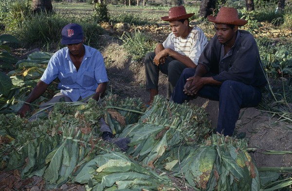 DOMINICAN REPUBLIC, Agriculture, Tobacco plantation workers taking break.