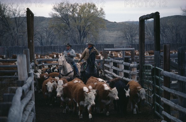 USA, Wyoming, Agriculture, Cowboys with cattle in cor-ral.