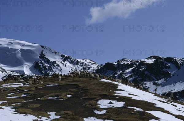 PERU, Cordillera Vilcanota, Alpaca herd going out to graze on mountain pasture after snowfall.