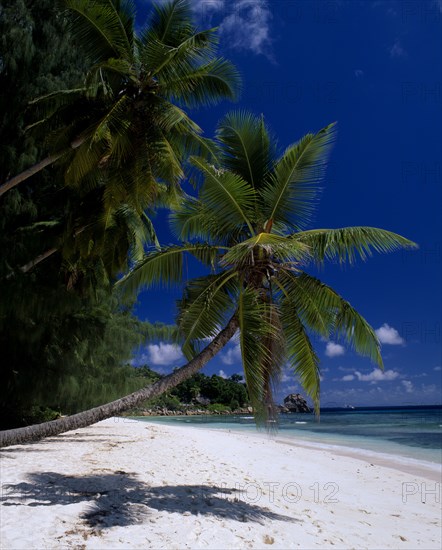 SEYCHELLES, La Digue, View across sandy beach lined with overhanging palm trees towards turquoise sea