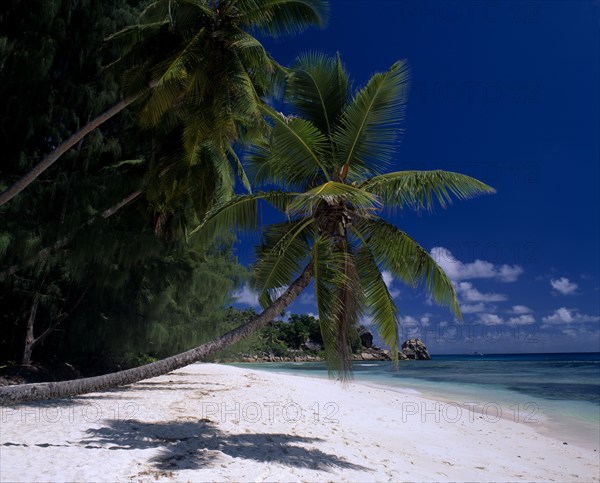 SEYCHELLES, La Digue, View across white sandy beach lined with overhanging palm trees towards turquoise sea with the shadow of a palm tree on the sand