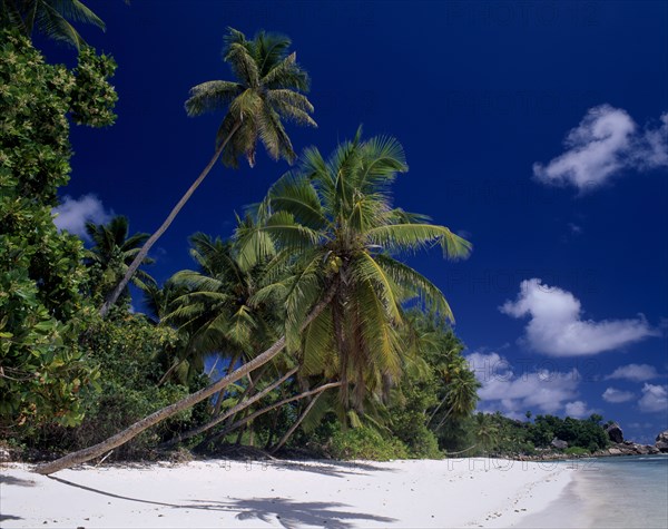 SEYCHELLES, La Digue, Anse Severe, View along white sandy beach lined with overhanging palm trees and lush vegetation with the shadow of a palmtree seen on the sand