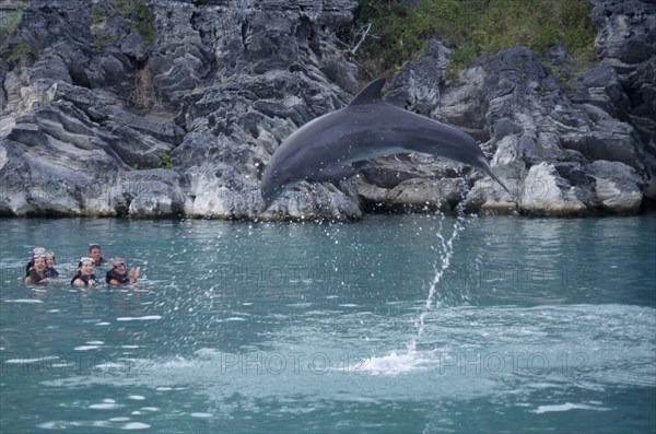 BERMUDA, Southampton, Dolphin Quest. Captive Dolpin performing tricks above water with tourists in pool watching