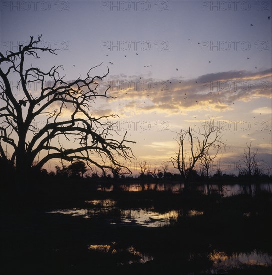 BOTSWANA, Okavango Delta, Dead Tree Island, Trees in silhouette at sunset with Pratincoles fyling above water