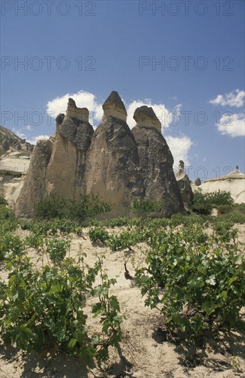 TURKEY, Cappadocia, Zilve, Fairy Chimneys formed from volcanic rock with vines growing in foreground.